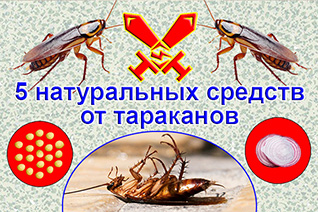5 натуральных средств от тараканов